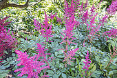 Astilbe arendsii 'William Reeves', in bloom