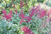 Astilbe arendsii 'Fata Morgana', in bloom