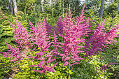 stilbe arendsii 'Granat', in bloom