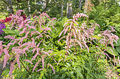 Astilbe thunbergii 'Straussenfeder', in bloom