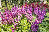 stilbe arendsii 'Granat', in bloom