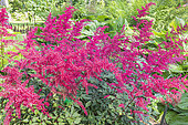 Astilbe arendsii 'Spartan', in bloom