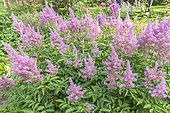 Astilbe arendsii 'Gloria', in bloom