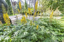 Ligularia przewalskii, in bloom, Parc Floral Vincennes, Paris, France