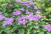Hydrangea macrophylla 'You and me Together', in bloom