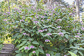 Hydrangea aspera ssp strigosa, in bloom