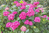 Hydrangea macrophylla 'Masja', in bloom