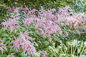 Astilbe arendsii 'Erika', in bloom