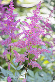 Astilbe arendsii 'William Reeves', flowers