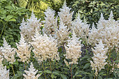 Astilbe d'Arends 'Weisse Gloria'