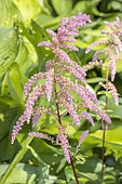 Astilbe thunbergii 'Straussenfeder', flowers