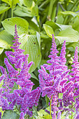Astilbe macroflora, flowers