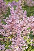 Astilbe arendsii 'Gloria', flowers
