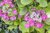 Hydrangea macrophylla 'Twilight', flowers