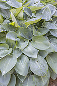 Plantain Lily, Hosta tardiana 'Color Glory'