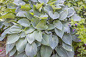 Plantain Lily, Hosta tardiana 'Color Glory'