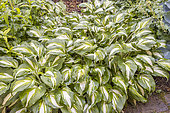 Plantain Lily, Hosta undulata 'Medio Variegata'