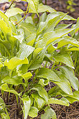 Plantain Lily, Hosta fortunei 'Nancy Lindsay'