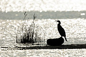 Great cormorant (Phalacrocorax carbo) against the light in the Curnic pond, Brittany, France