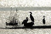 Great cormorant (Phalacrocorax carbo), Little egret (Egretta garzetta) , Northern Shoveler (Anas clypeata) and Eurasian spoonbill (Platalea leucorodia) against the light in the Curnic pond, Brittany, France