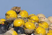 Red fox ( Vulpes vulpes) amongst coloured sea fishing boyd, Japan