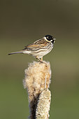 Reed bunting (Emberiza schoeniclus) perched on top of a bulrush, England