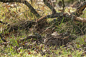 Woodcock (Scolopax rusticola) laying in the grass, England