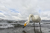 Whooper swan (Cygnus cygnus) feeding by the swater, Hokkaido, Japan