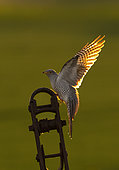 Cuckoo (Cuculus canorus) landing on a post, England