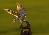 Cuckoo (Cuculus canorus) landing on a post, England