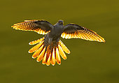 Cuckoo (Cuculus canorus) in flght at sunset, England