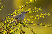 Cuckoo (Cuculus canorus) perched in a tree, England