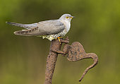 Cuckoo (Cuculus canorus) perched on a piece of steel, England