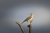 Sabota lark (Calendulauda sabota) on a dead branch, Etosha National Park, Namibia, Africa