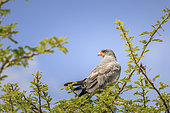 Pallid singing goshawk (Melierax canorus) perched in a tree, Etosha National Park, Namibia, Africa