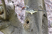 Red-billed Hornbill (Tockus erythrorhynchus), near his nest, dug in a trunk, Etosha National Park, Namibia, France