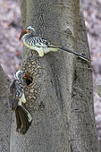 Pair of red-billed hornbills (Tockus erythrorhynchus) preparing their nest, dug in a trunk, Etosha National Park, Namibia, France