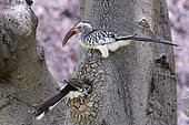 Pair of red-billed hornbills (Tockus erythrorhynchus) preparing their nest, dug in a trunk, Etosha National Park, Namibia, France