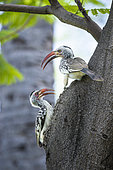 Pair of red-billed hornbills (Tockus erythrorhynchus) preparing their nest, dug in a trunk, Etosha National Park, Namibia, France