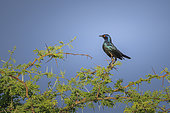 Red-shouldered Glossy-Starling (Lamprotornis nitens), Etosha National Park, Namibia, Africa