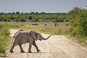 Young African elephant (Loxodonta africana) crossing a track in Etosha Park, Namibia, Africa