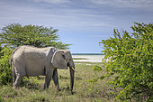 African elephant (Loxodonta africana), Etosha National Park, Namibia, Africa