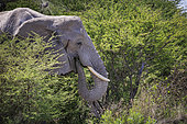 African Elephant (Loxodonta africana) eating, Etosha National Park, Namibia, Africa