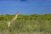 Angola giraffe (Giraffa camelopardalis angolensis) in the savannah, Etosha National Park, Namibia, Africa