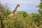 Angola giraffe (Giraffa camelopardalis angolensis) in the savannah, Etosha National Park, Namibia, Africa