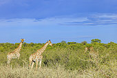 Angola giraffes (Giraffa camelopardalis angolensis) in the savannah, Etosha National Park, Namibia, Africa