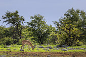 Black-faced Impala (Aepyceros melampus petersi) grazing, Etosha National Park, Namibia, Africa