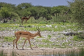 Black-faced Impala (Aepyceros melampus petersi), Etosha National Park, Namibia, Africa