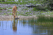 Black-faced Impala (Aepyceros melampus petersi) drinking from a pond, Etosha National Park, Namibia, Africa