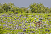 Black-faced Impala (Aepyceros melampus petersi) galloping, Etosha National Park, Namibia, Africa